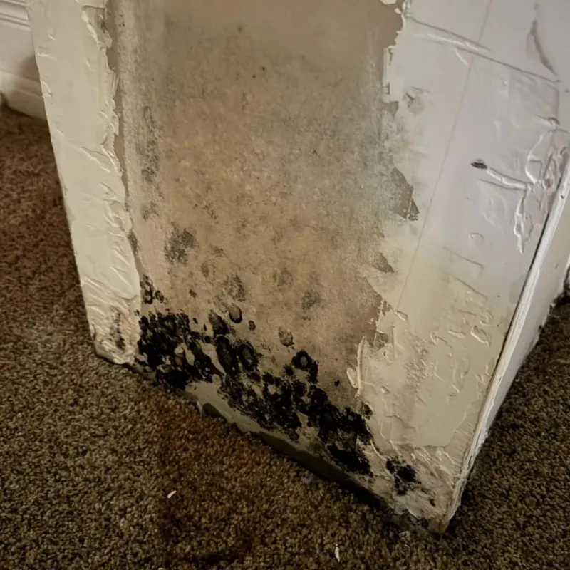 Professional Mold Removal in Georgetown, IL